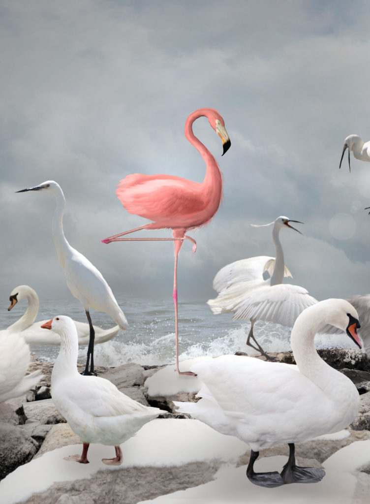 Flamant rose avec des oies